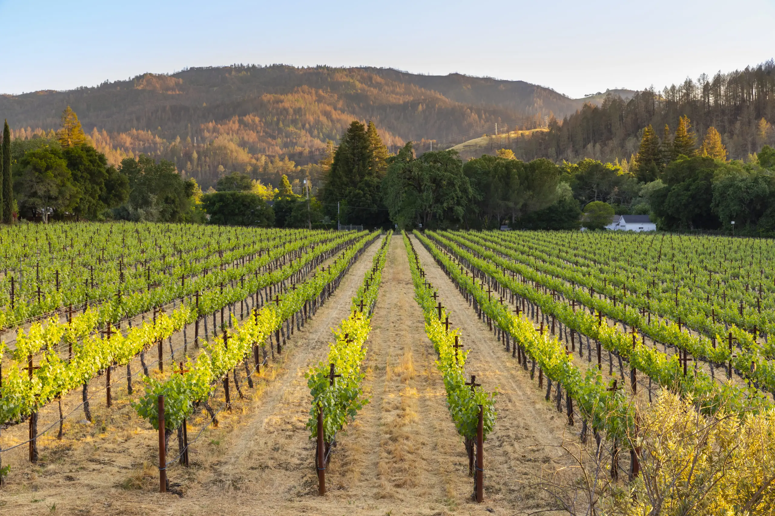 Alila Napa Valley Vineyard
