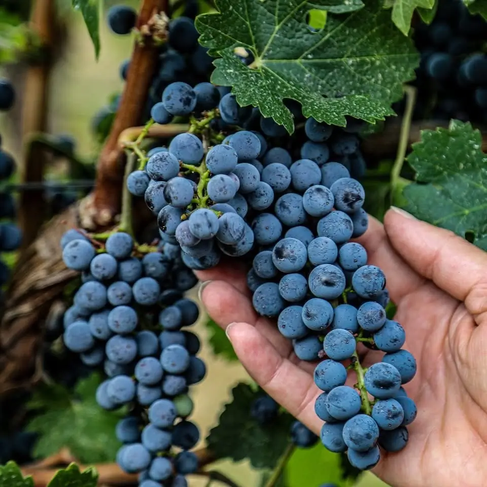 Napa Valley Grapes