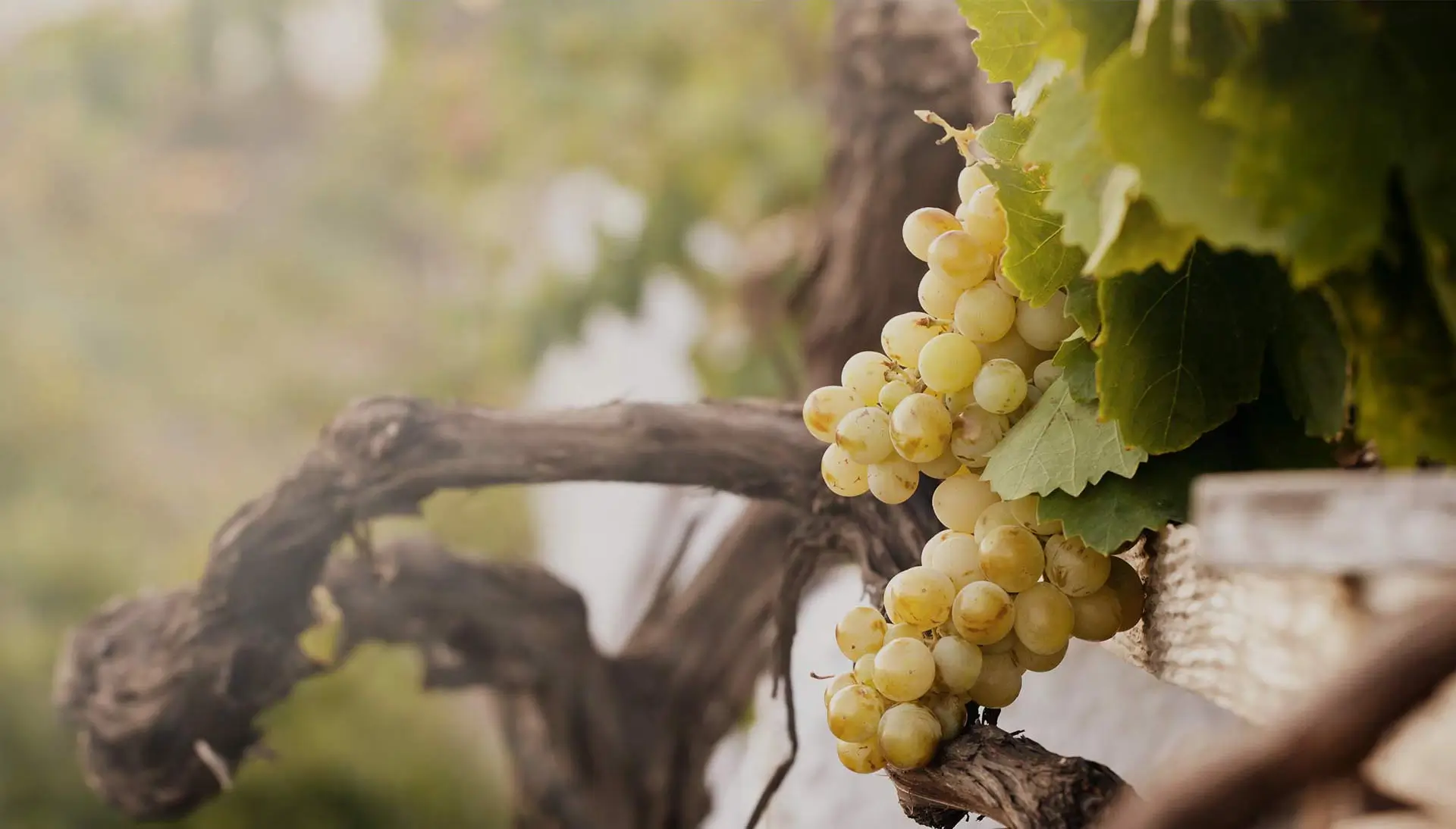 Vineyard grapes