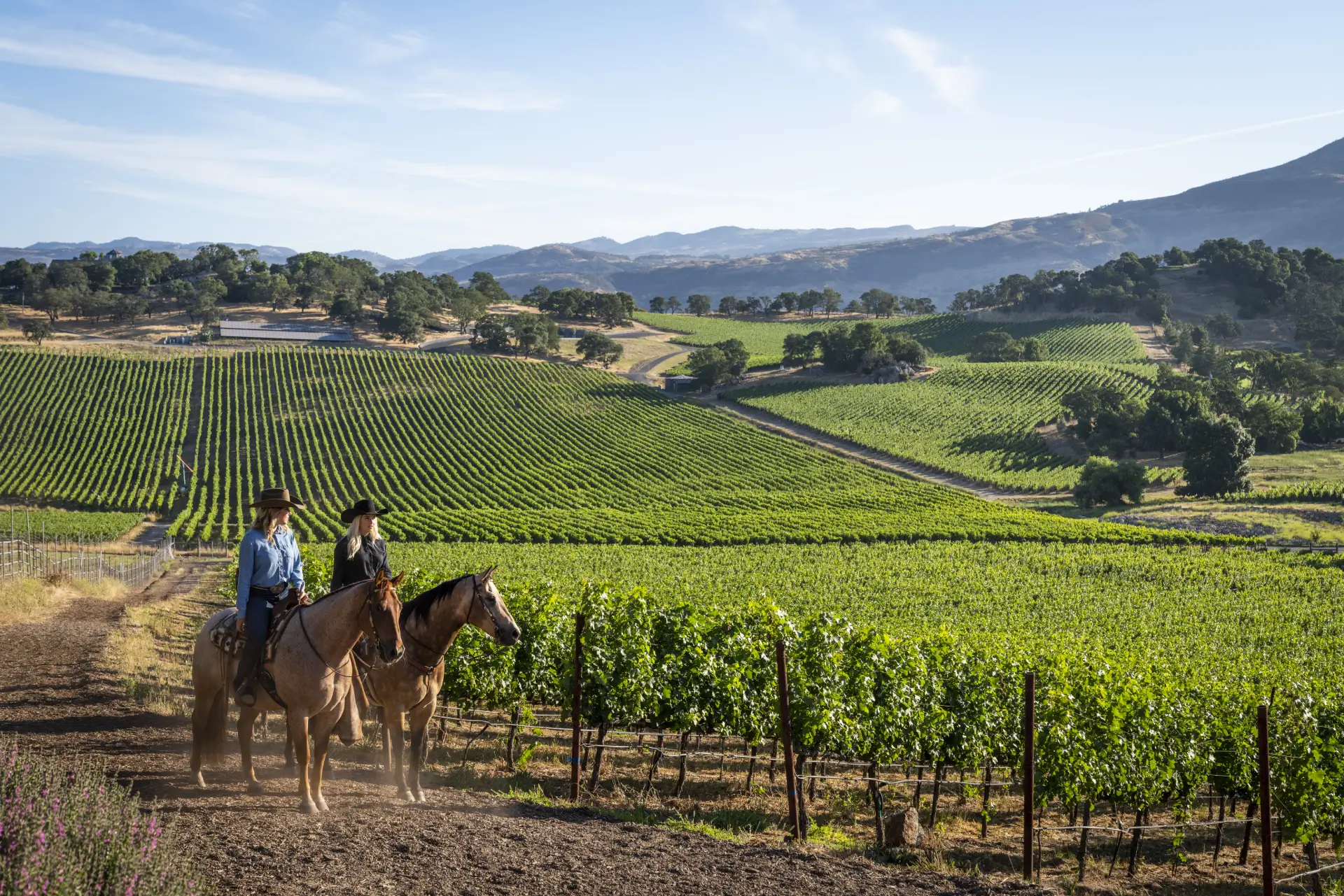 Wine Country Vineyard Tours